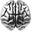 Brain